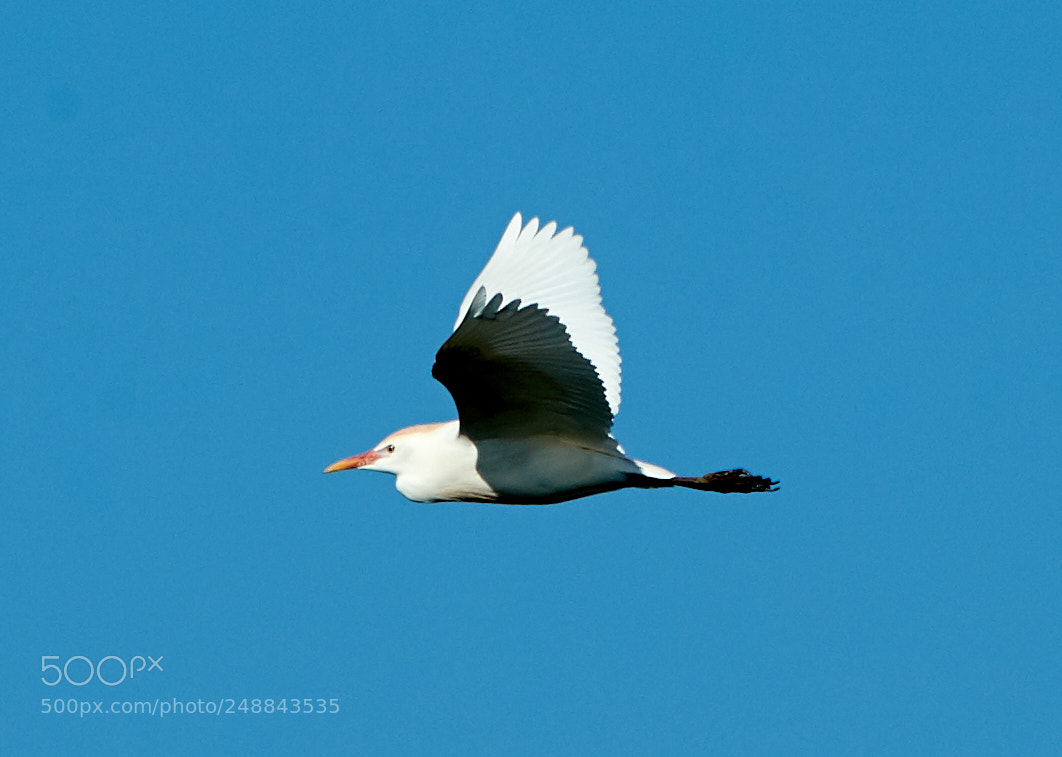 Canon EOS-1D X Mark II sample photo. 03-10-18-0007025.jpg photography