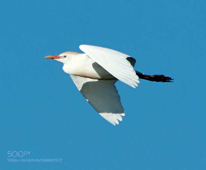 Canon EOS-1D X Mark II sample photo. 03-10-18-0007023.jpg photography