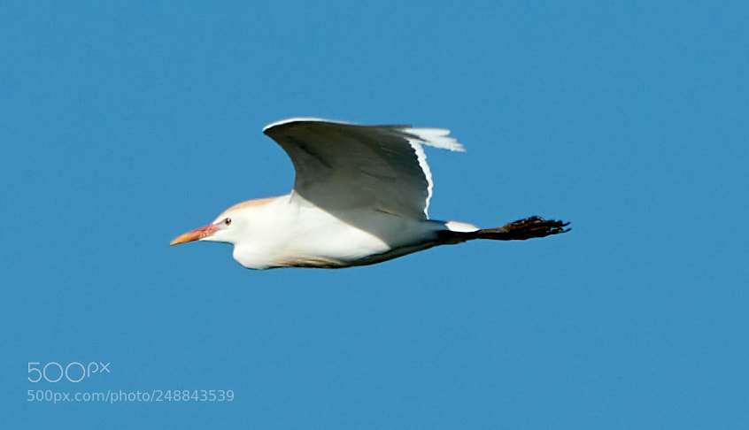 Canon EOS-1D X Mark II sample photo. 03-10-18-0007024.jpg photography