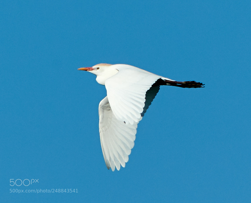 Canon EOS-1D X Mark II sample photo. 03-10-18-0007022.jpg photography