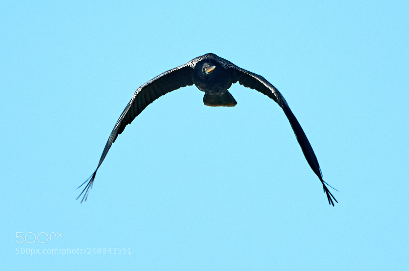 Canon EOS-1D X Mark II sample photo. 03-10-18-0007019.jpg photography