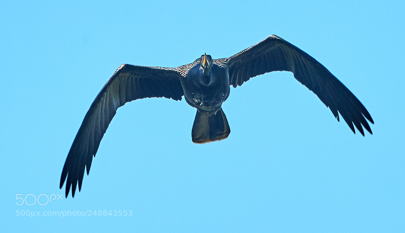 Canon EOS-1D X Mark II sample photo. 03-10-18-0007017.jpg photography