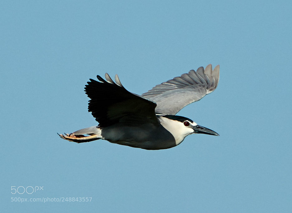 Canon EOS-1D X Mark II sample photo. 03-10-18-0007012.jpg photography