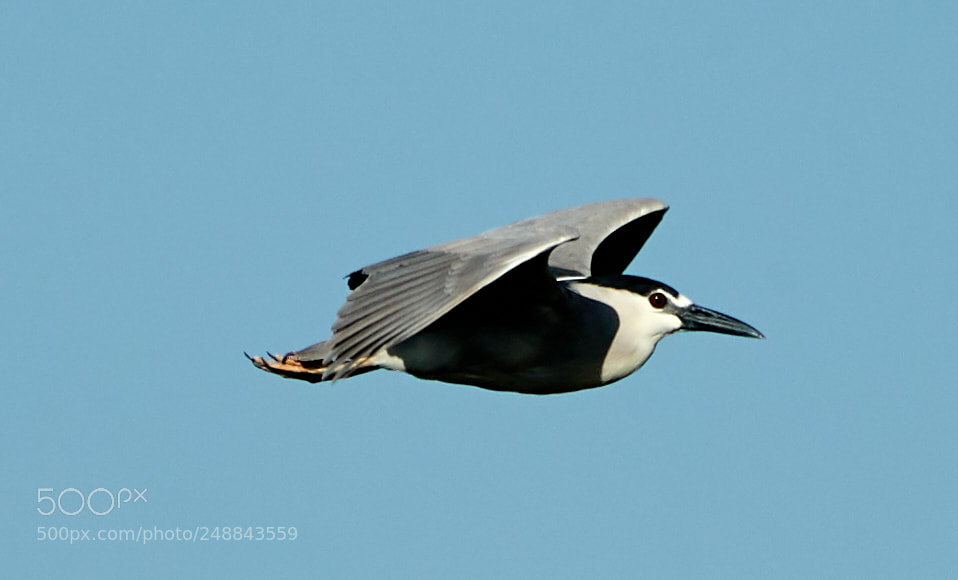 Canon EOS-1D X Mark II sample photo. 03-10-18-0007011.jpg photography
