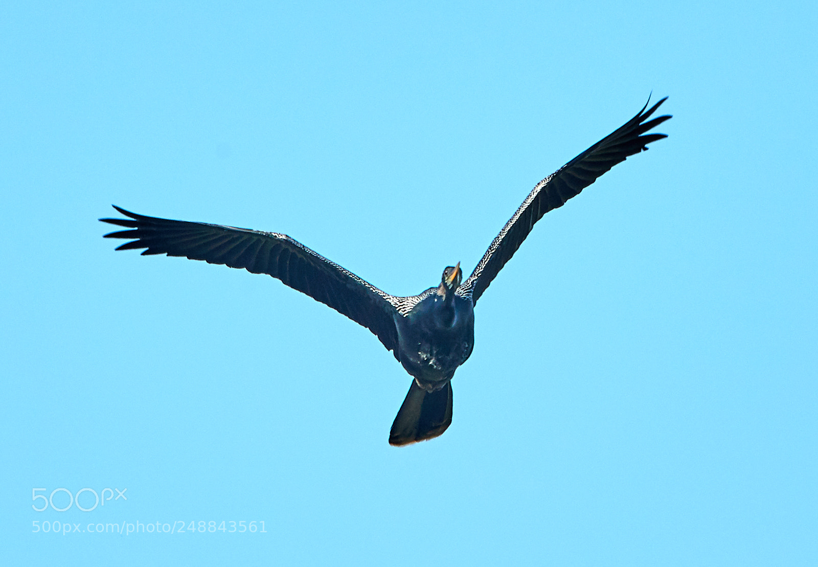 Canon EOS-1D X Mark II sample photo. 03-10-18-0007018.jpg photography