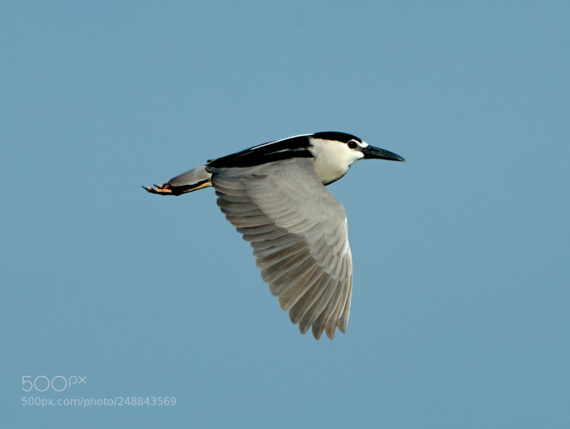 Canon EOS-1D X Mark II sample photo. 03-10-18-0007008.jpg photography