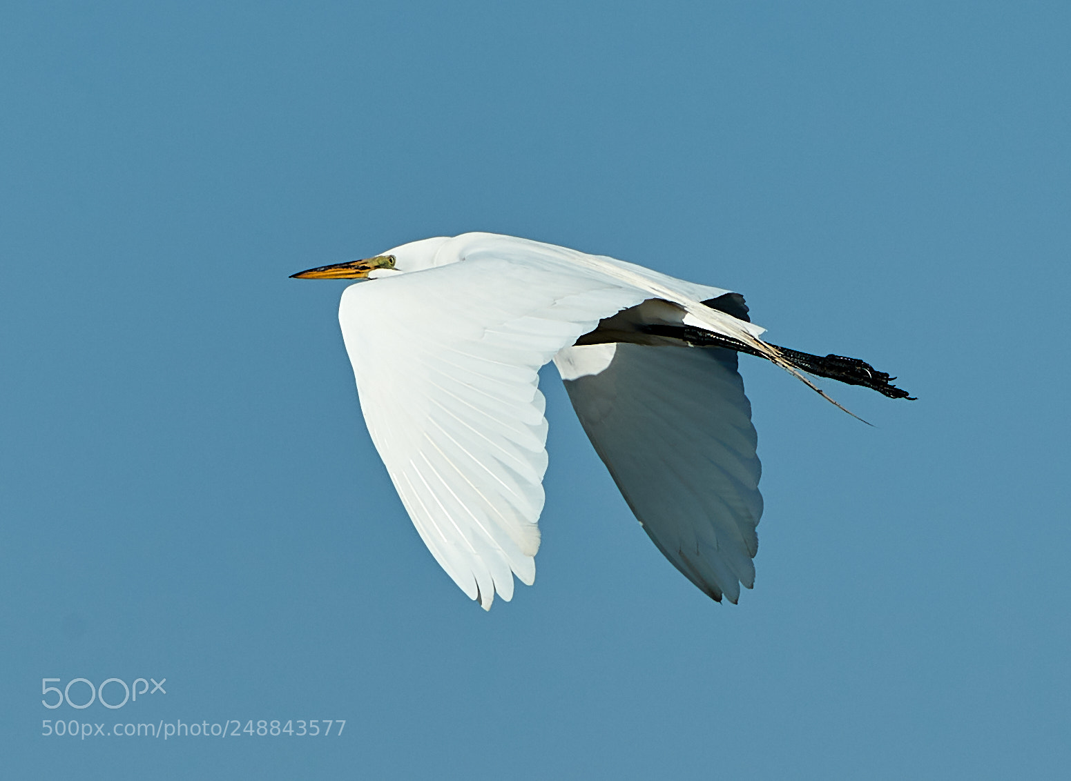 Canon EOS-1D X Mark II sample photo. 03-10-18-0007005.jpg photography