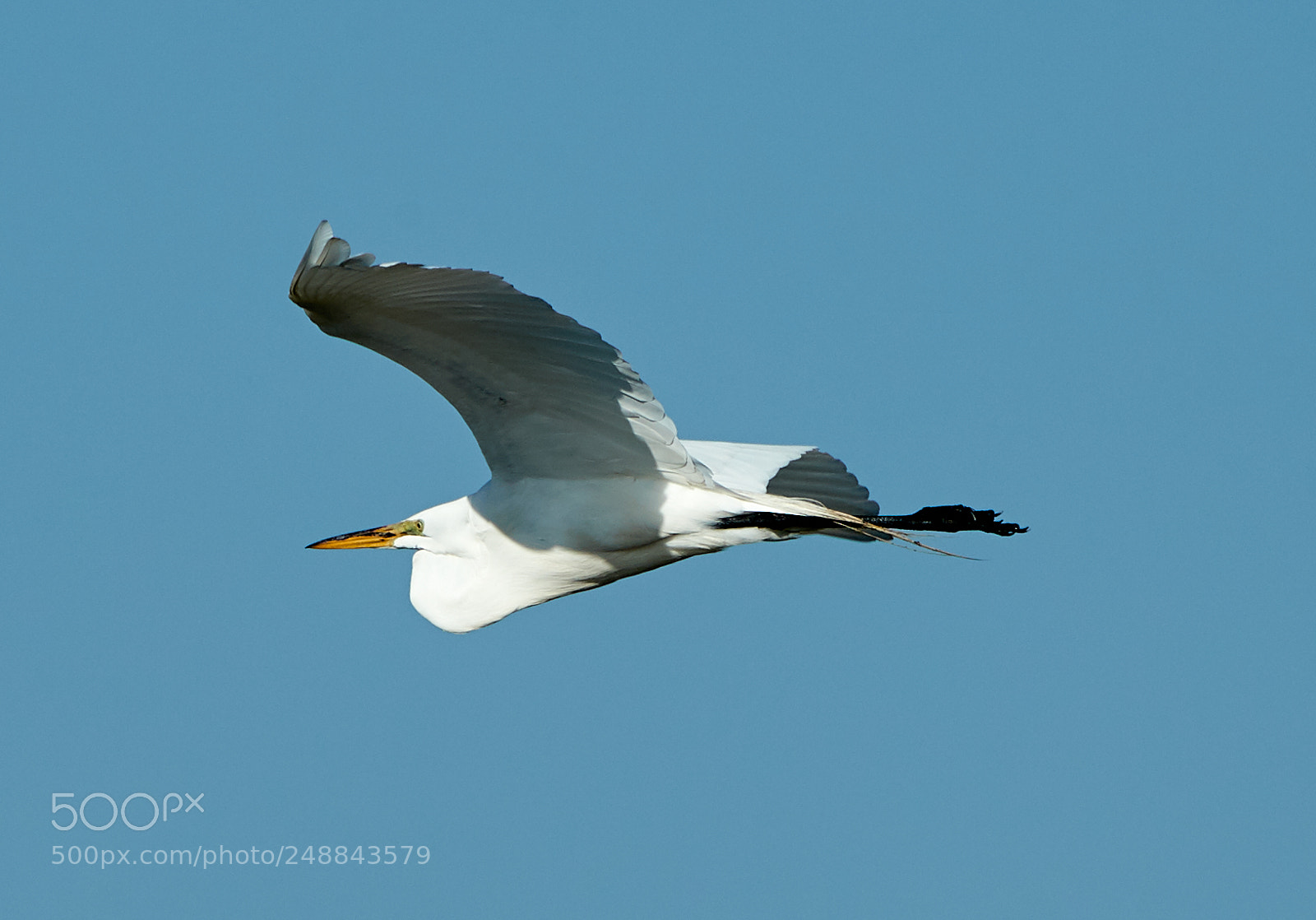 Canon EOS-1D X Mark II sample photo. 03-10-18-0007004.jpg photography