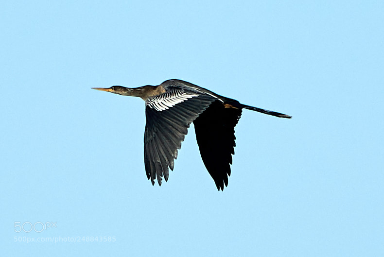 Canon EOS-1D X Mark II sample photo. 03-10-18-0007002.jpg photography
