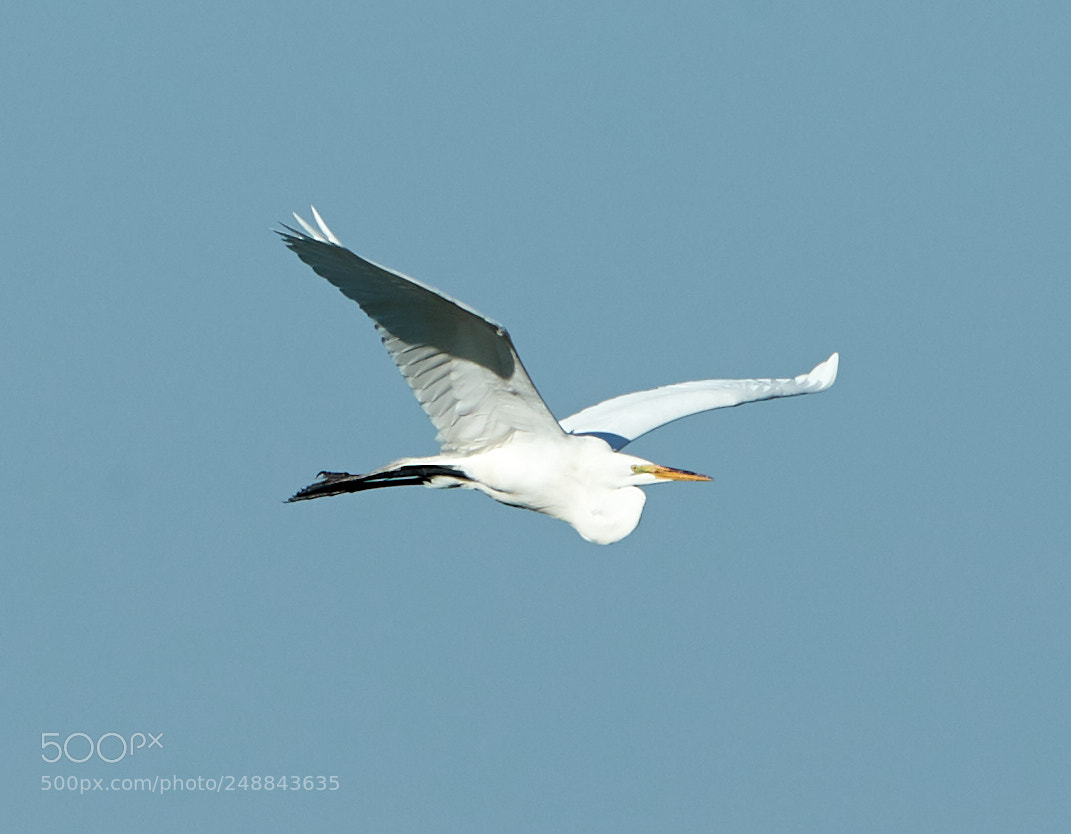 Canon EOS-1D X Mark II sample photo. 03-10-18-0006996.jpg photography