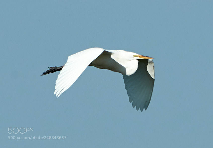 Canon EOS-1D X Mark II sample photo. 03-10-18-0006995.jpg photography