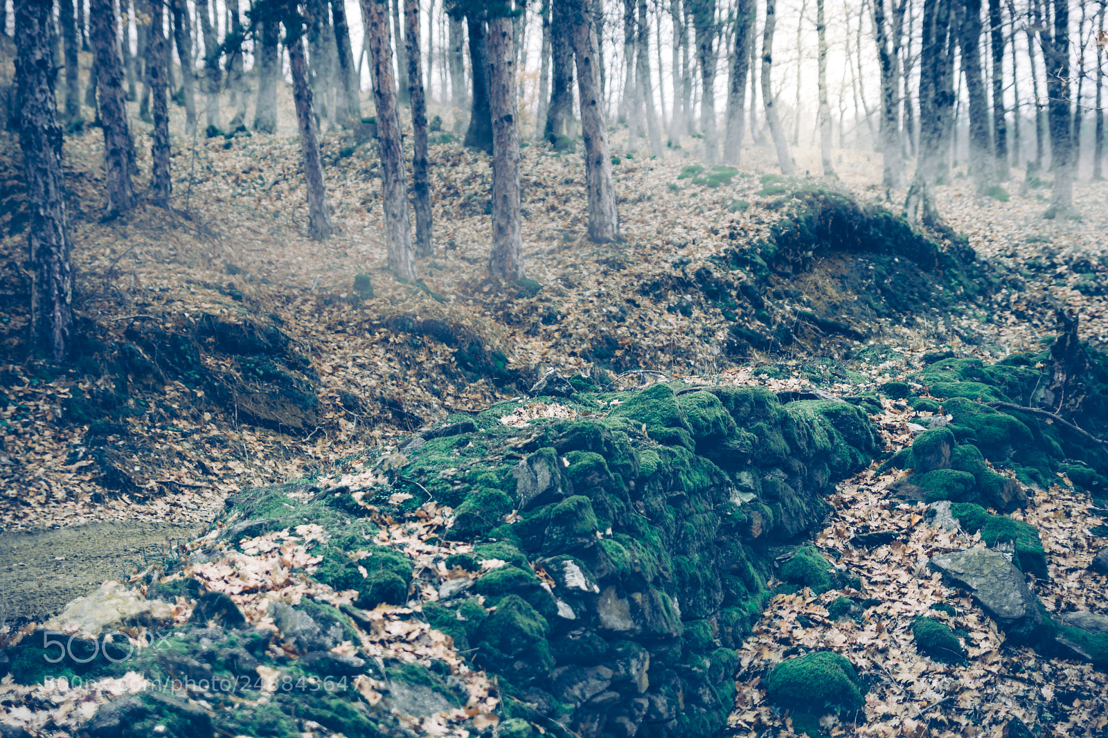 Nikon D5300 sample photo. Misty morning photography