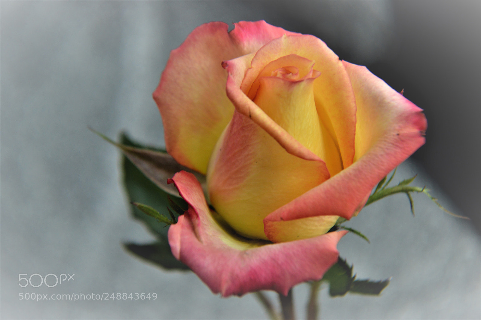 Nikon D3200 sample photo. Remember grandma photography