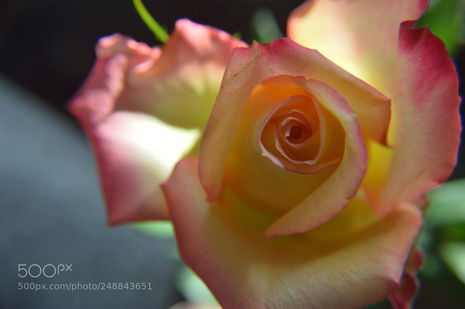 Nikon D3200 sample photo. Light and wonderful photography