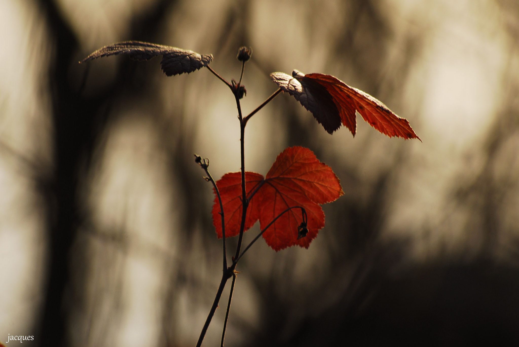 Nikon D200 + Sigma 70-300mm F4-5.6 APO DG Macro sample photo. Playing with light photography