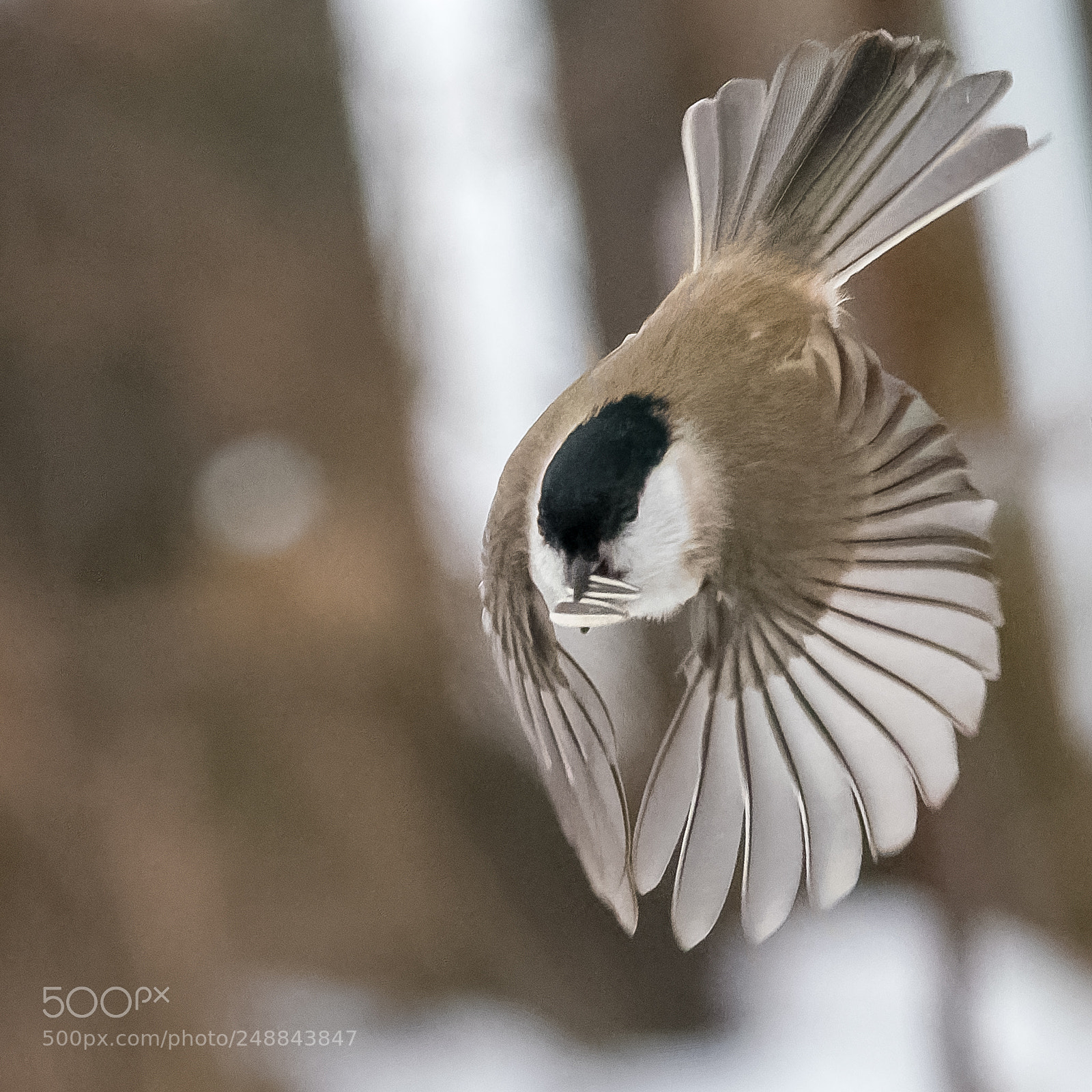 Olympus OM-D E-M1 Mark II sample photo. Marsh tit flying close-up photography