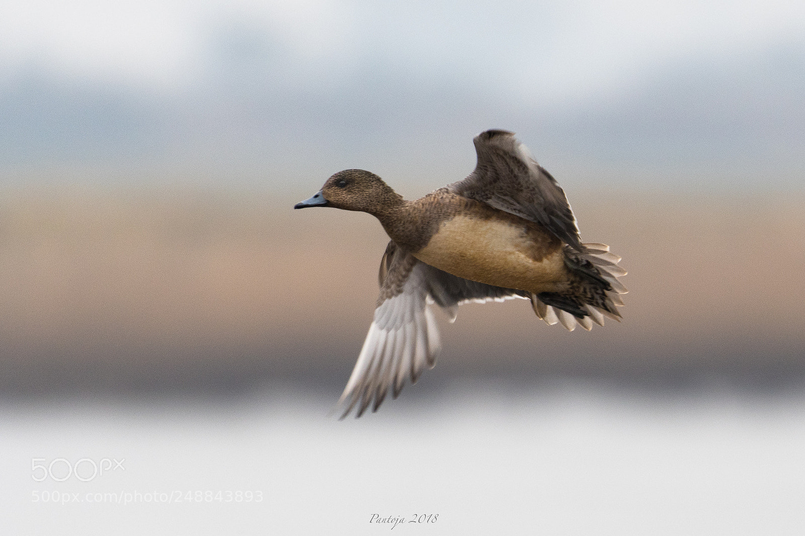 Nikon D500 sample photo. Wigeon photography