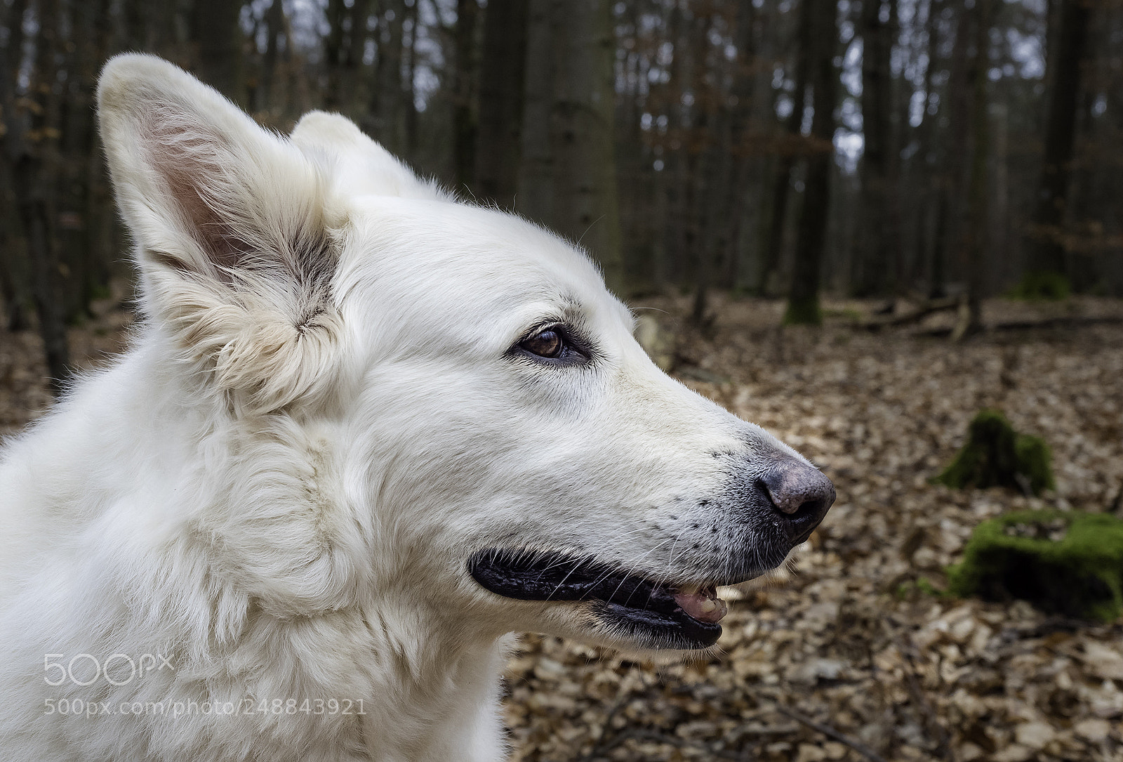 Panasonic Lumix DC-G9 sample photo. "maja!" photography
