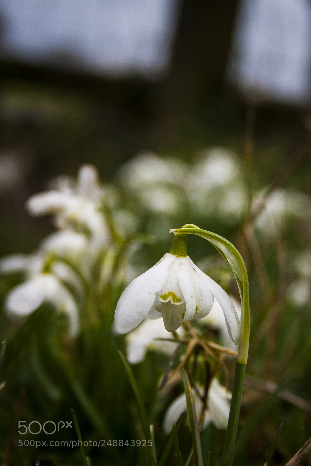 Canon EOS 400D (EOS Digital Rebel XTi / EOS Kiss Digital X) sample photo. Snow drops photography