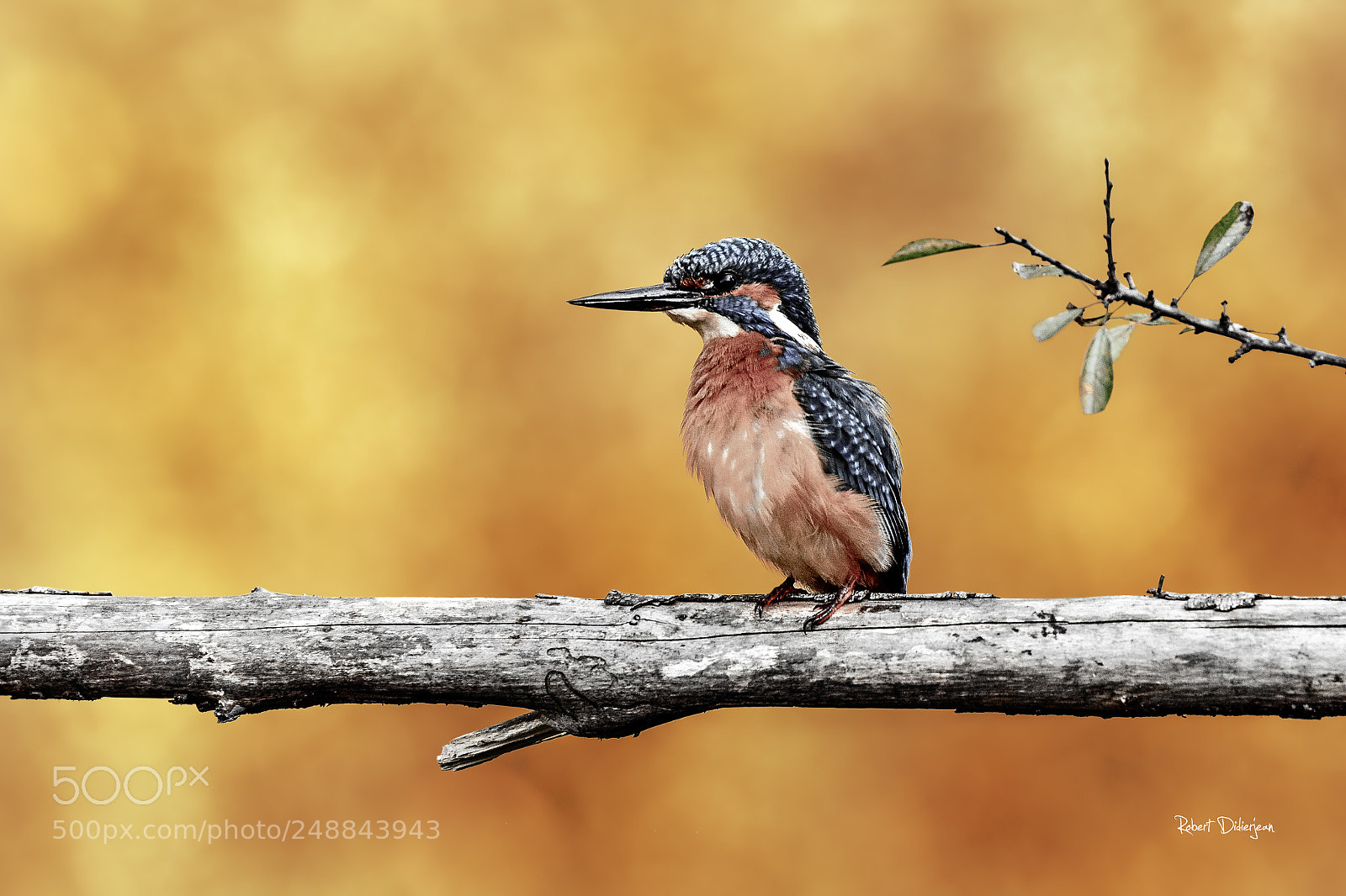 Nikon D5200 sample photo. Kingfisher photography