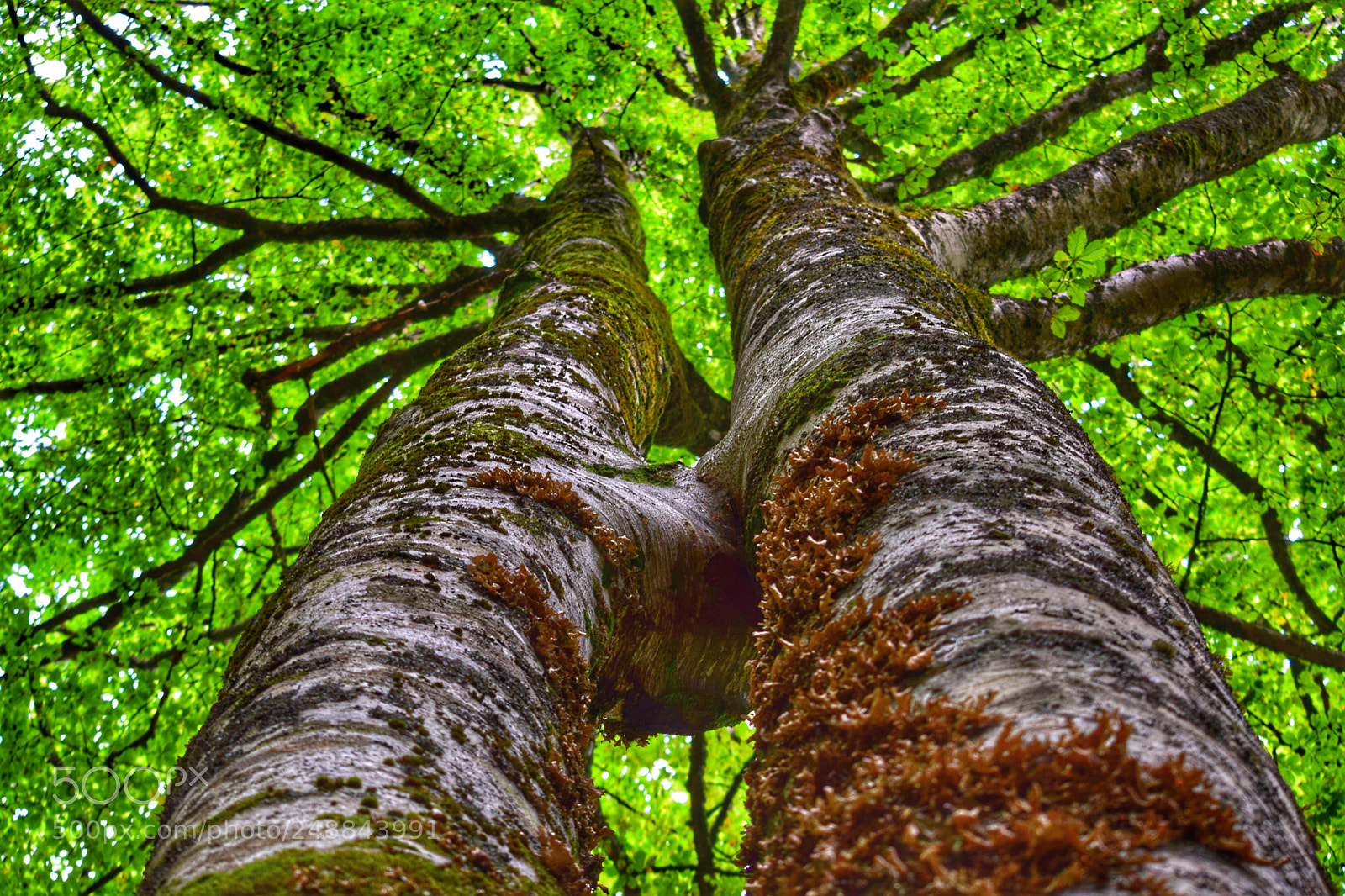Nikon D5300 sample photo. Bosque verde photography