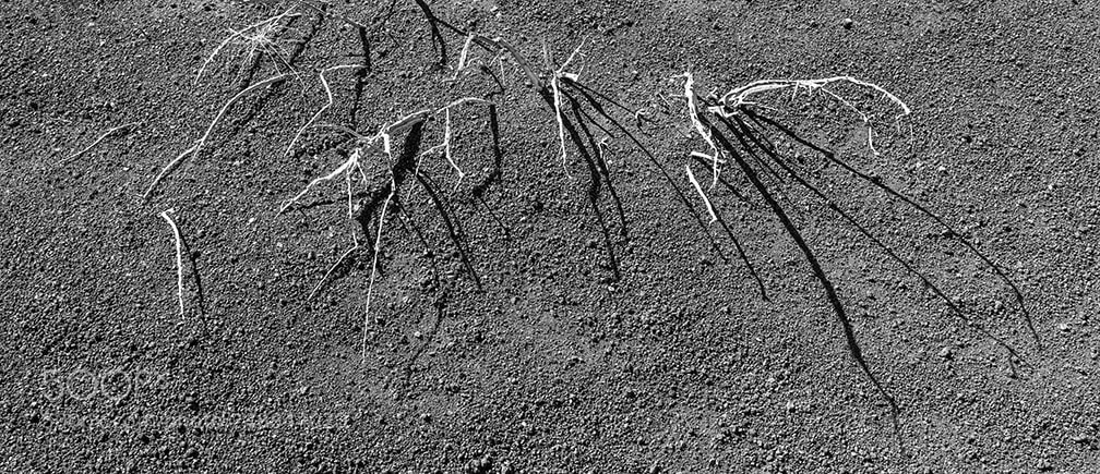 Fujifilm GFX 50S sample photo. Dead plants photography