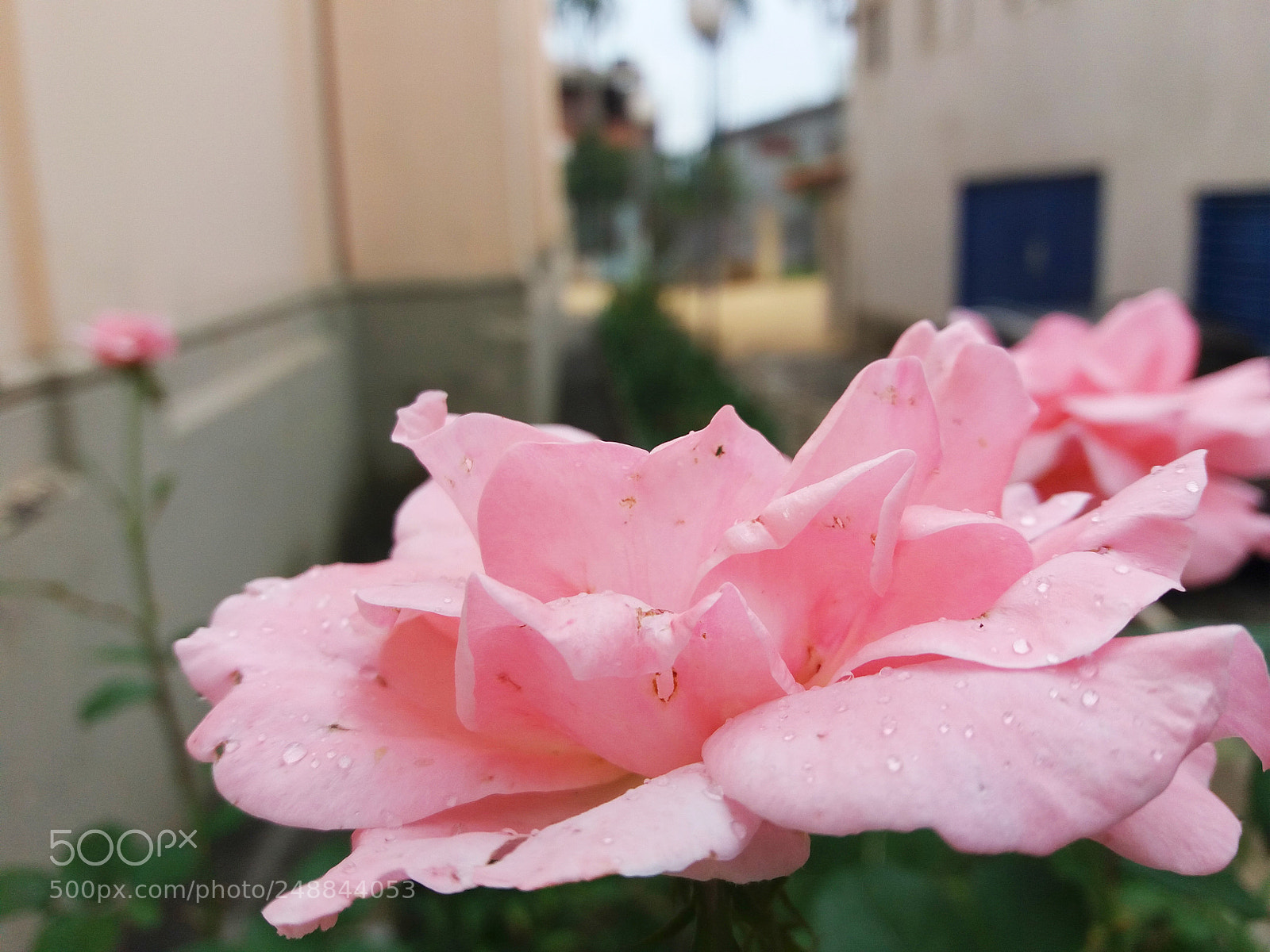 Samsung Galaxy J5 sample photo. Rosa photography