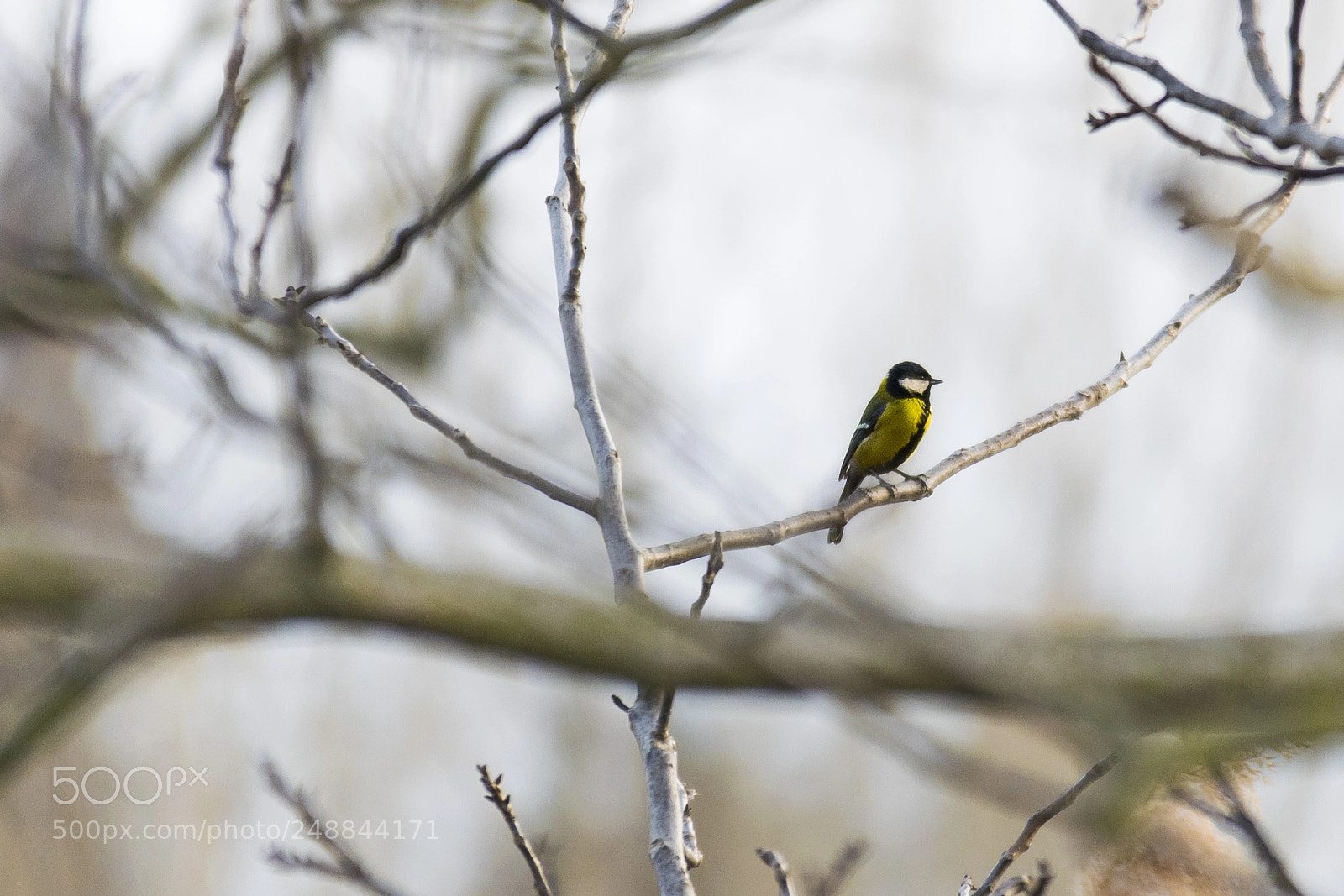 Nikon D3300 sample photo. Sound of the spring photography