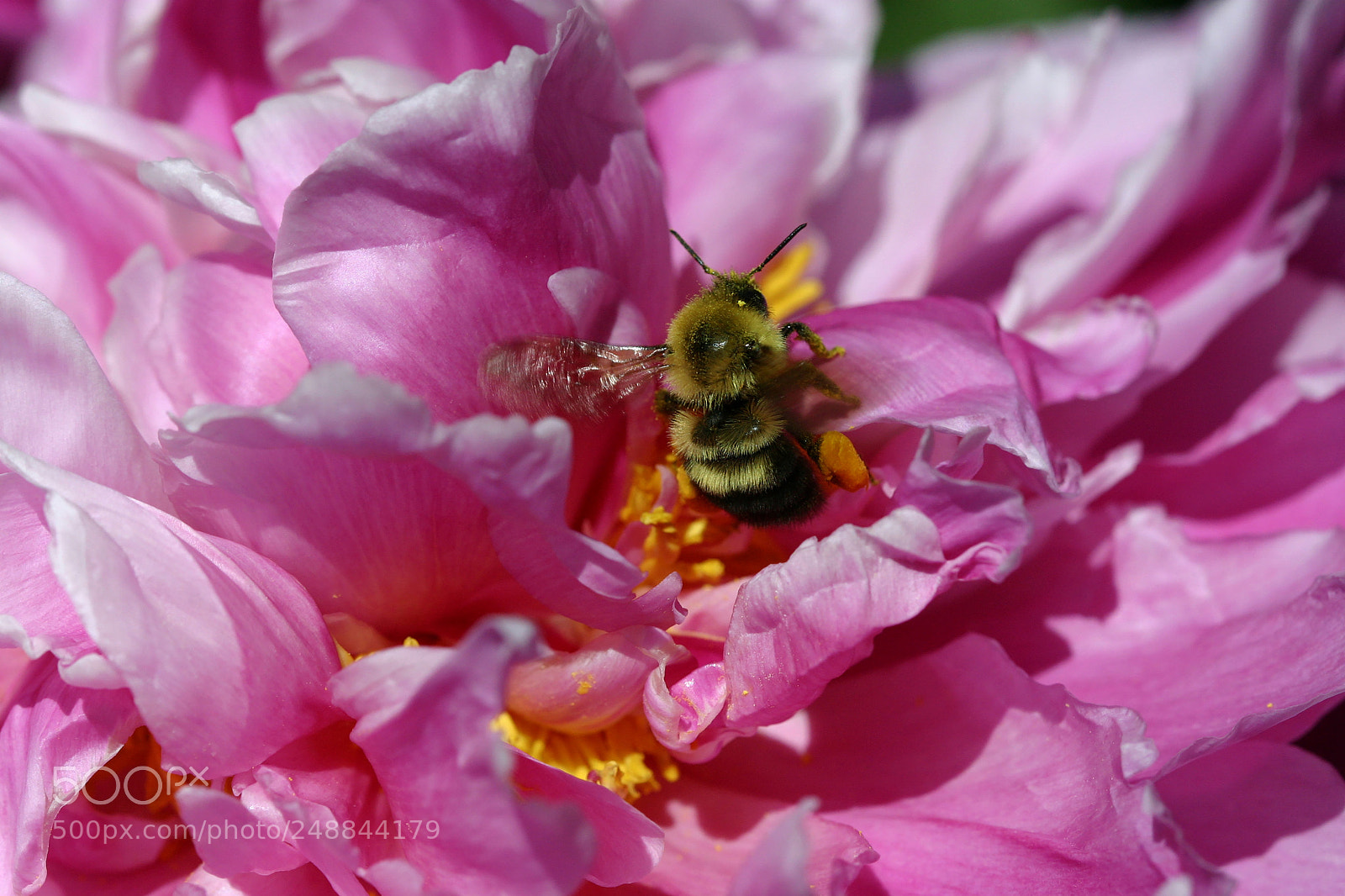 Canon EOS 300D (EOS Digital Rebel / EOS Kiss Digital) sample photo. Bee on pink peony photography
