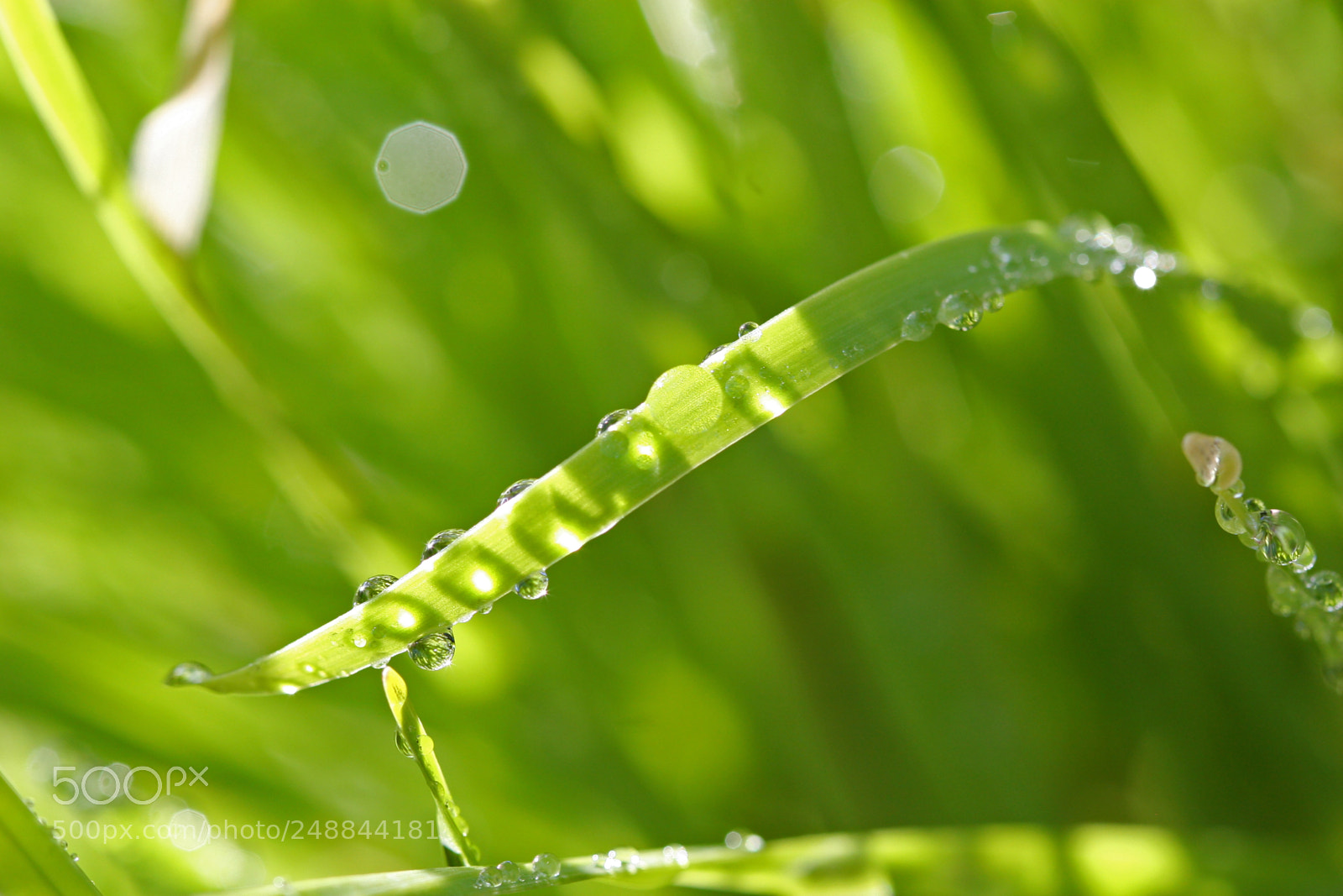 Canon EOS 30D sample photo. Bladeofgrasswithwaterdrops photography