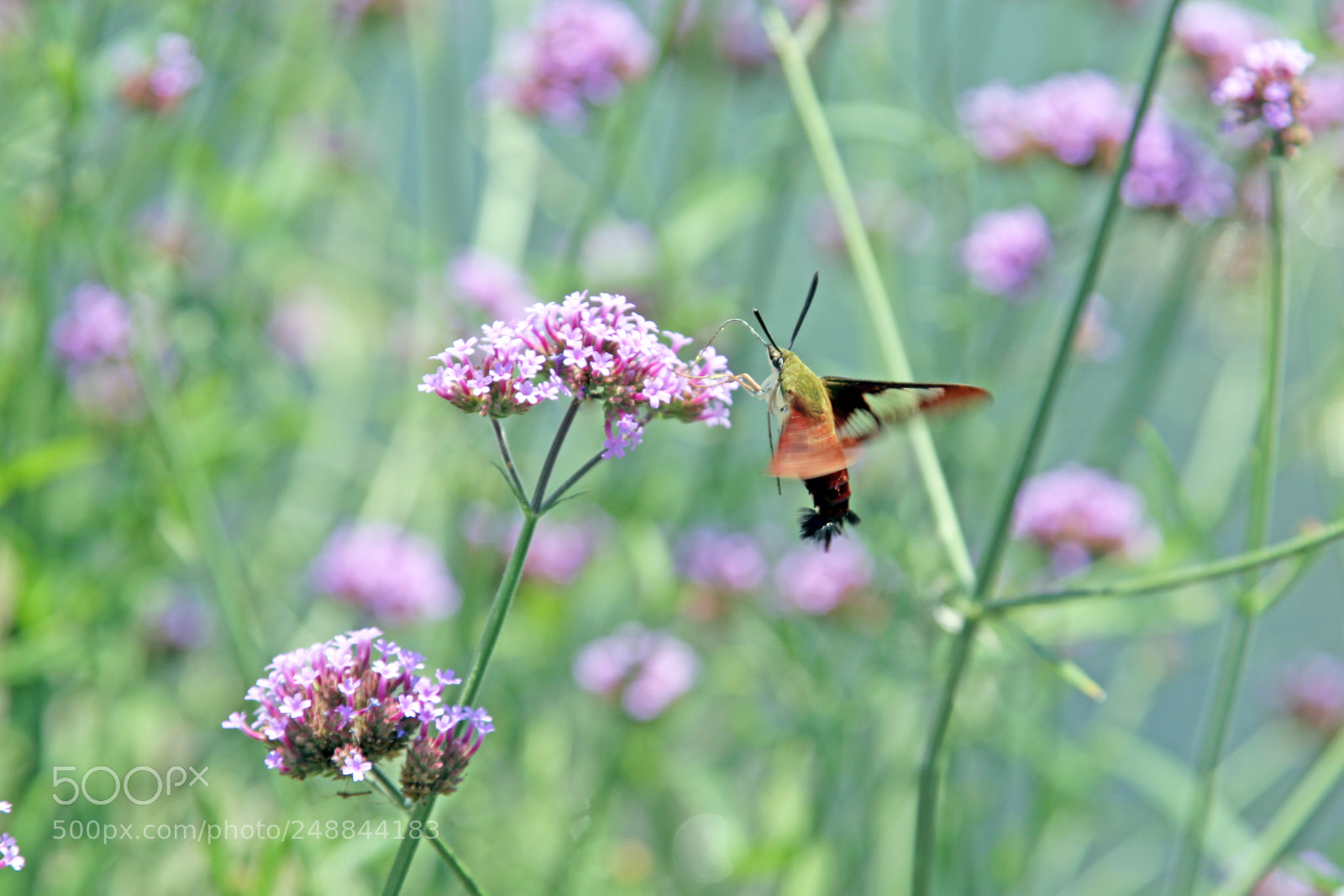 Canon EOS 30D sample photo. Hummingbirdmothpurpleflowers photography
