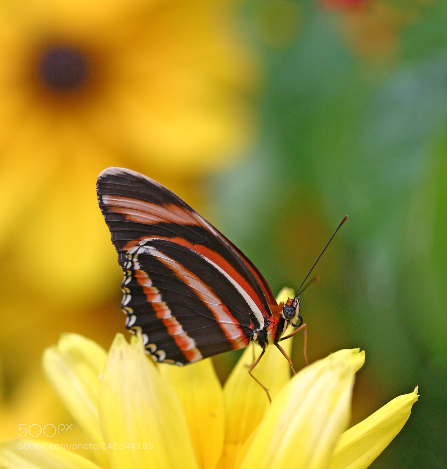 Canon EOS 300D (EOS Digital Rebel / EOS Kiss Digital) sample photo. Checkered eye butterfly photography