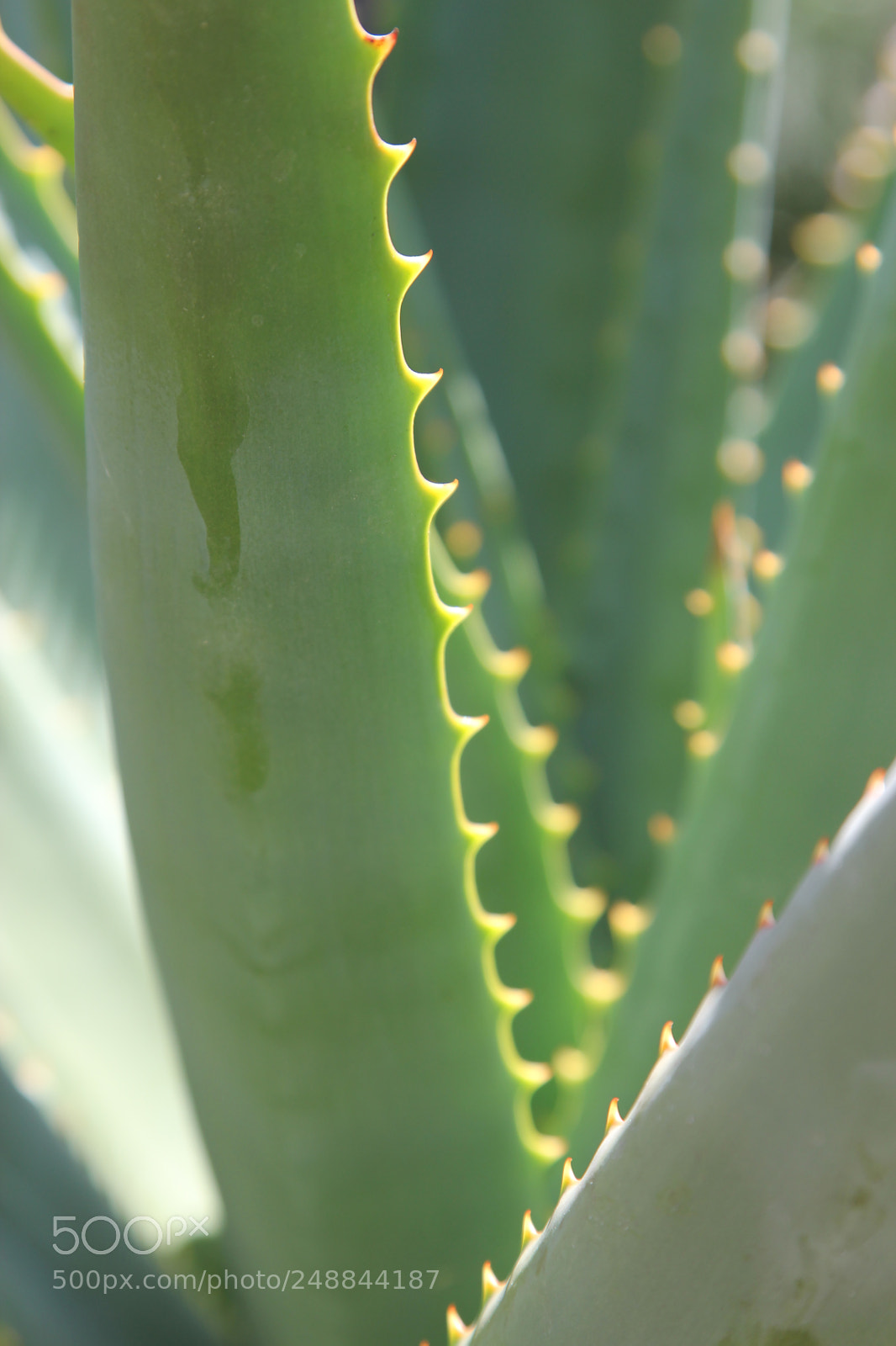 Canon EOS 60D sample photo. Close up aloe photography