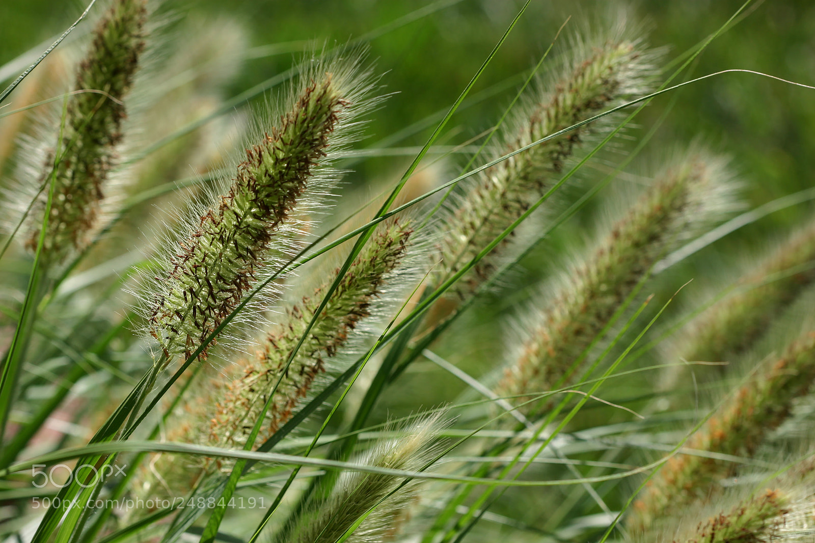 Canon EOS 300D (EOS Digital Rebel / EOS Kiss Digital) sample photo. Close up grass seed photography