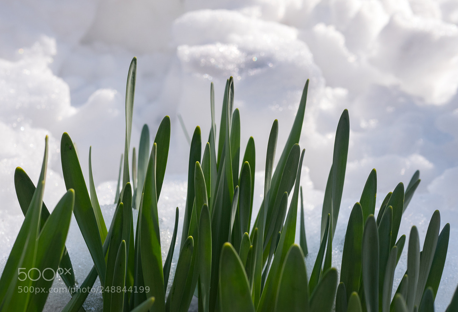 Panasonic Lumix DMC-GX8 sample photo. Crocuses in the snow photography