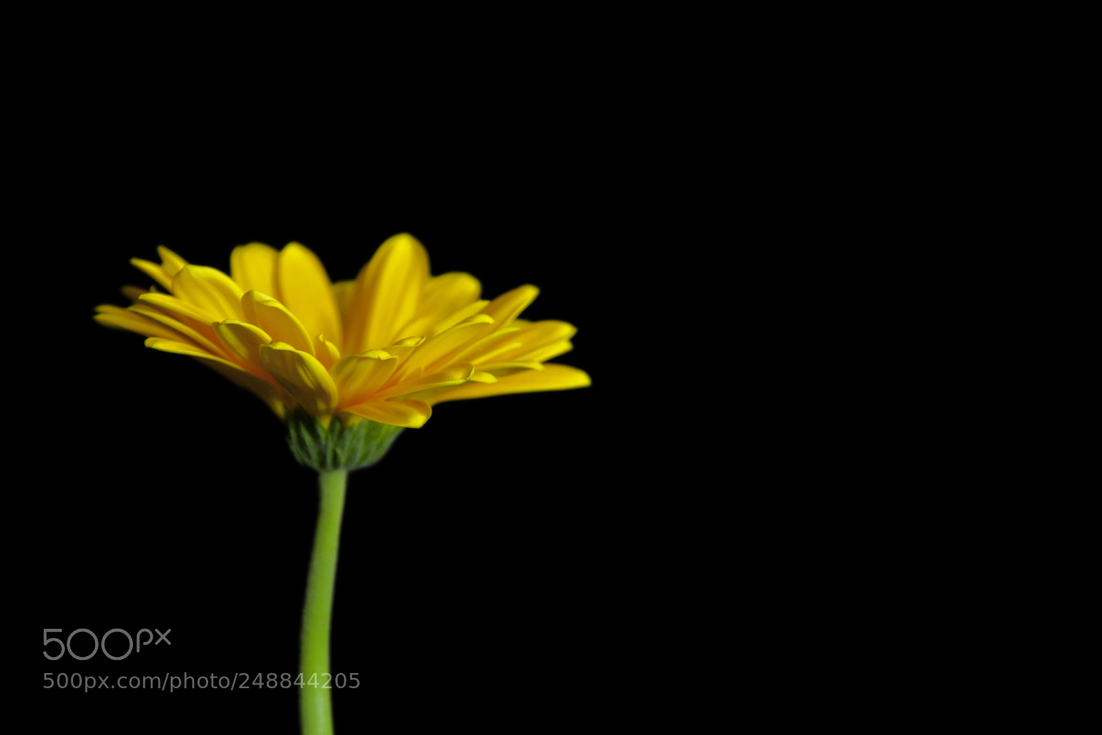 Canon EOS 30D sample photo. Golden yellow gerbera on photography