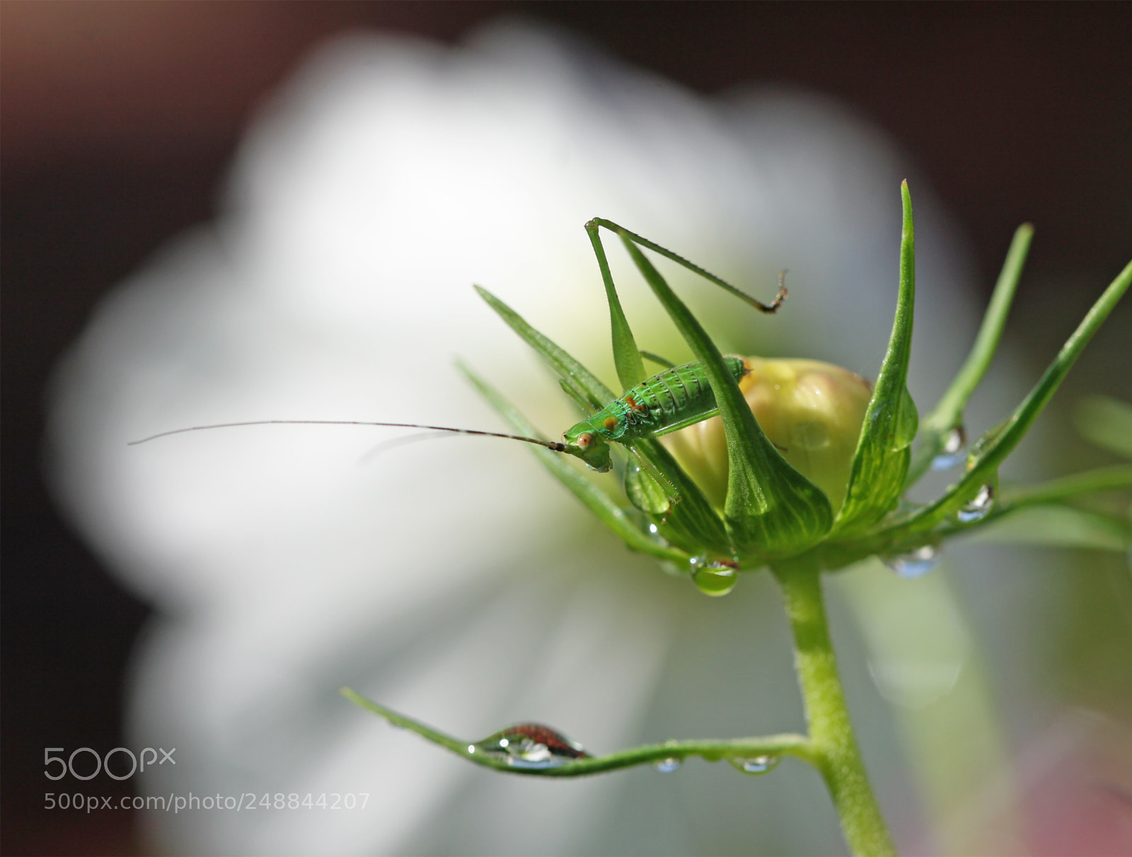 Canon EOS 30D sample photo. Katydid nymph photography