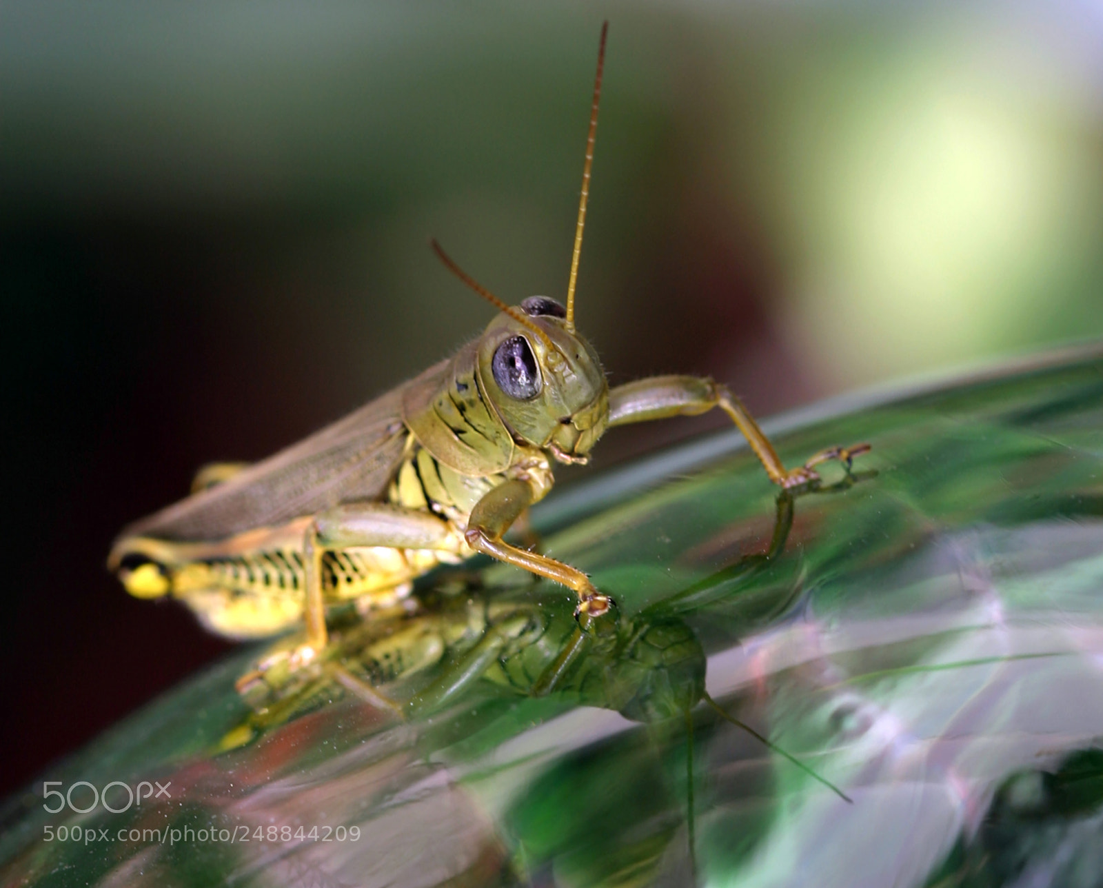 Canon EOS 300D (EOS Digital Rebel / EOS Kiss Digital) sample photo. Grasshopper and reflection photography