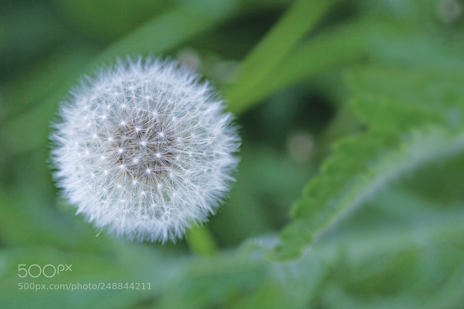 Canon EOS 30D sample photo. Macro dandelion among green photography
