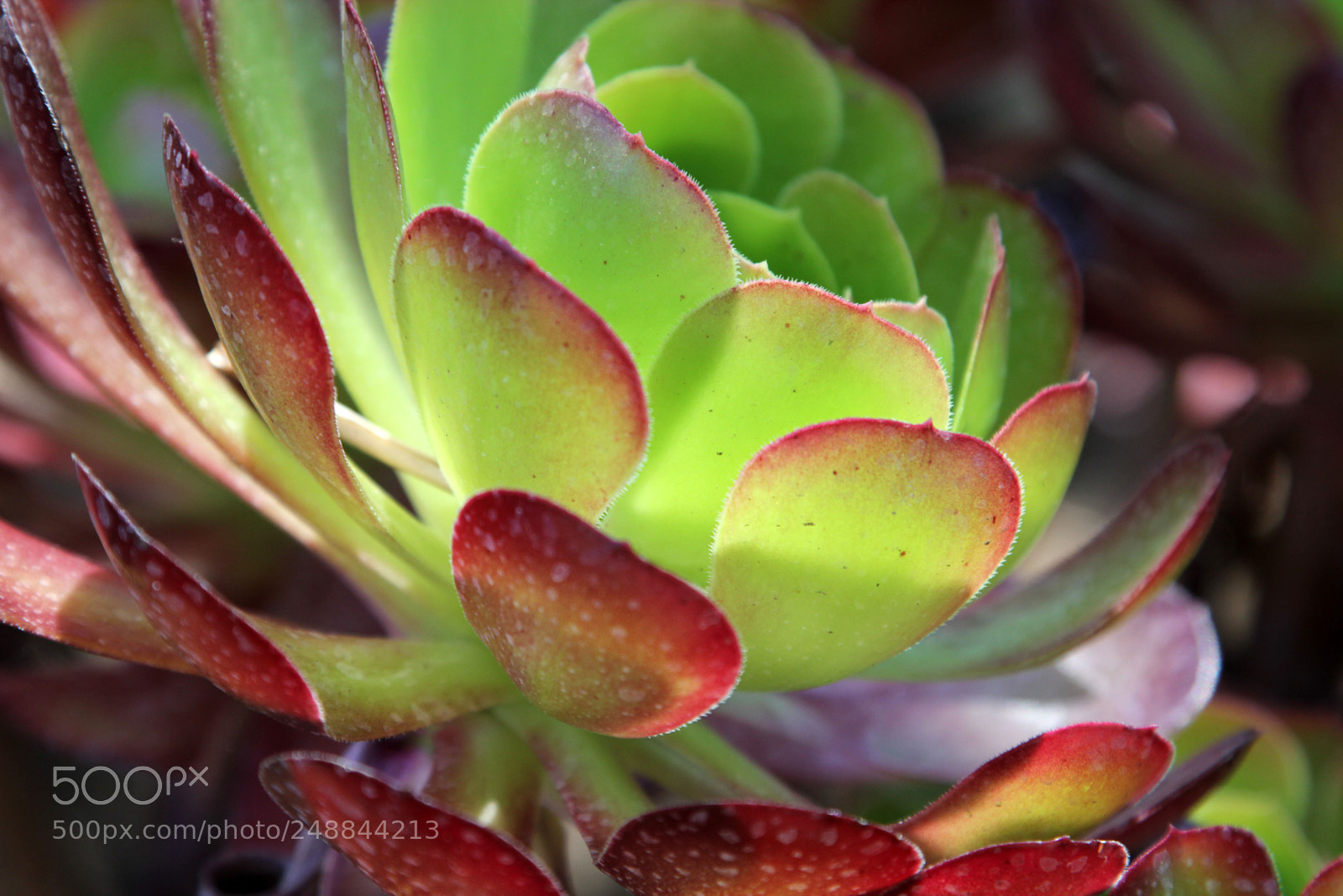 Canon EOS 60D sample photo. Magenta and green succulent photography
