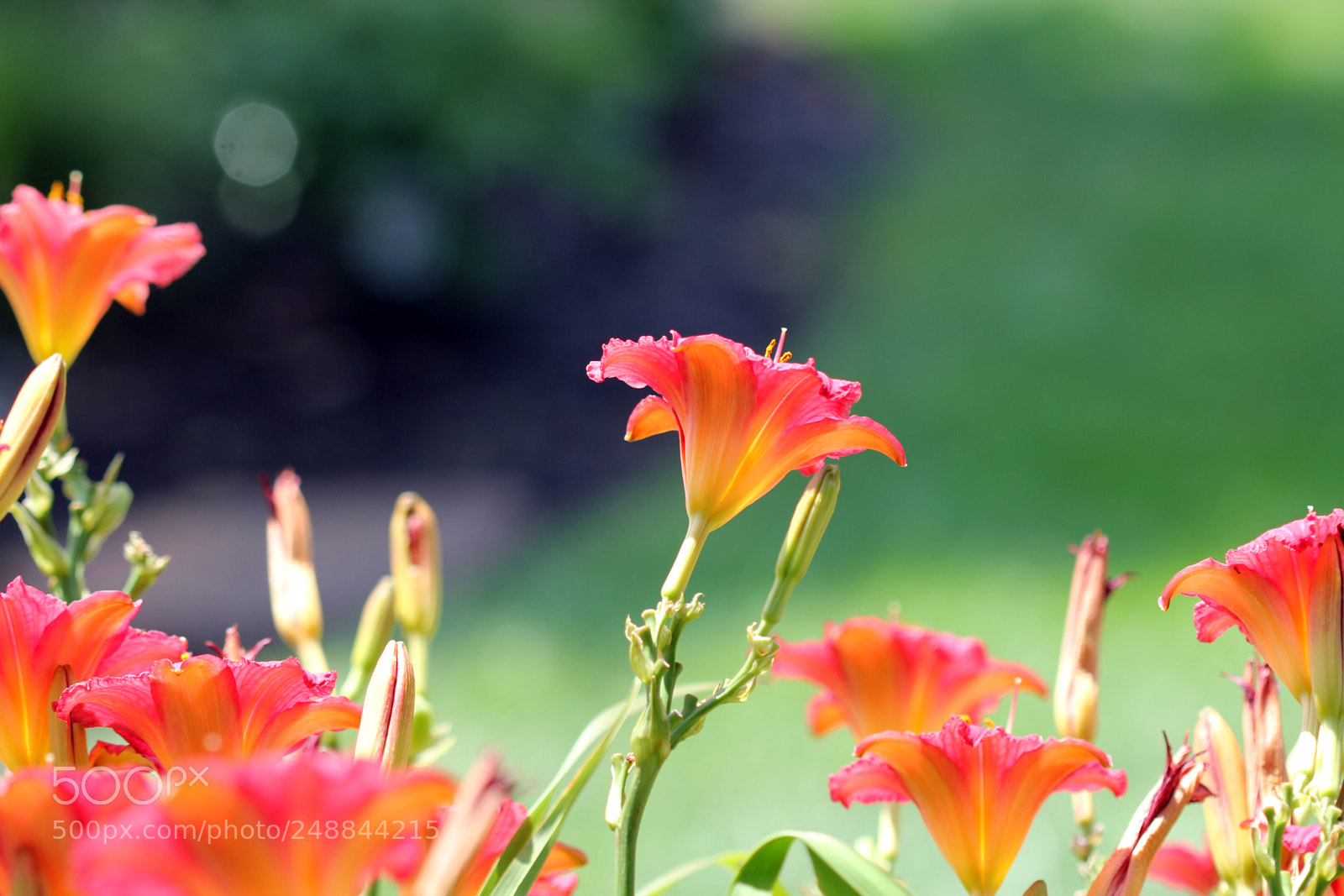 Canon EOS 60D sample photo. Orange and magenta daylilies photography