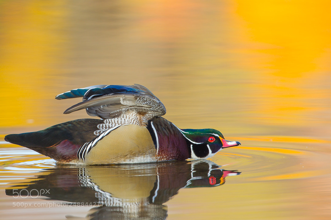 Canon EOS-1D Mark IV sample photo. The stretch photography