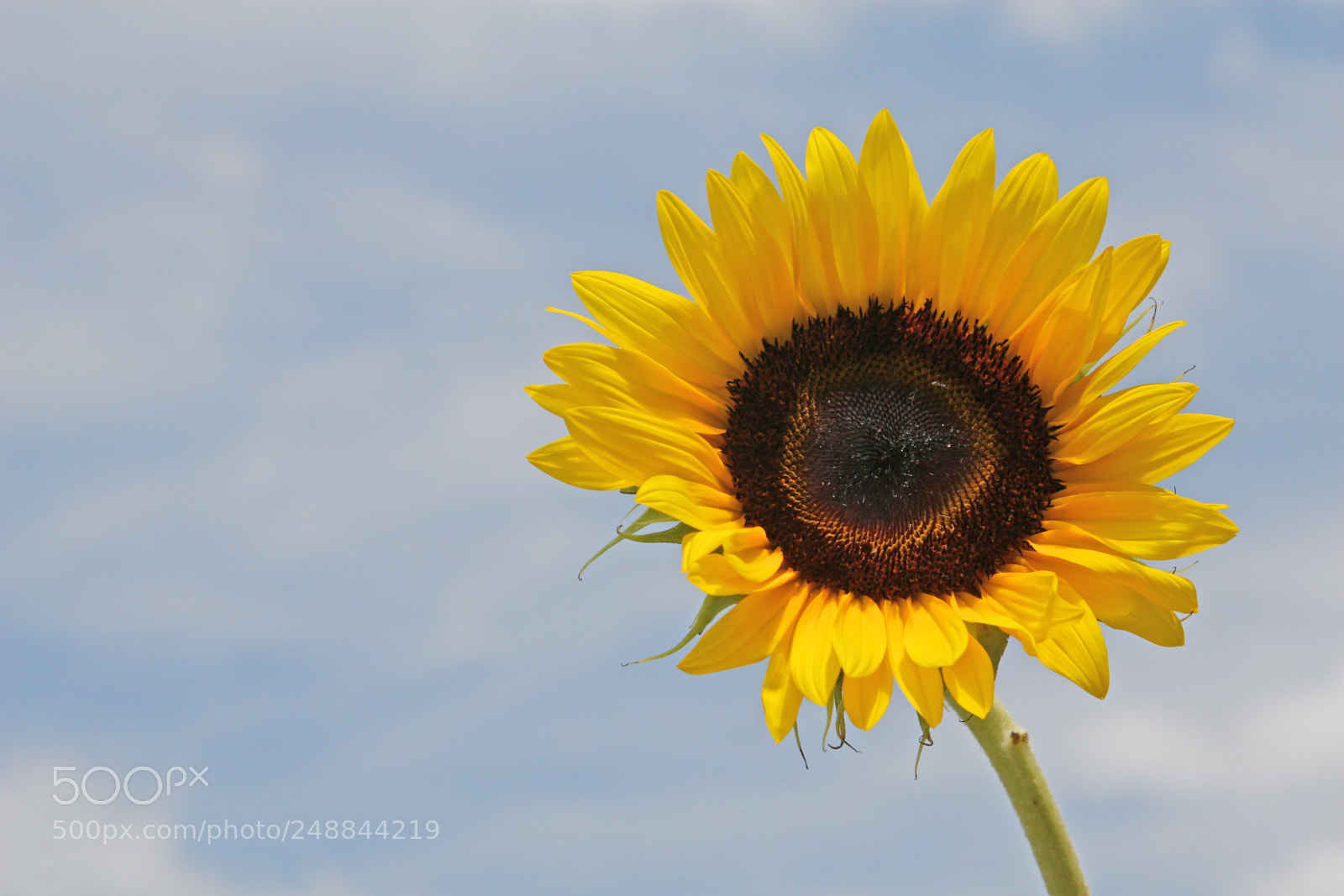 Canon EOS 30D sample photo. Sunflowerlightbluesky photography