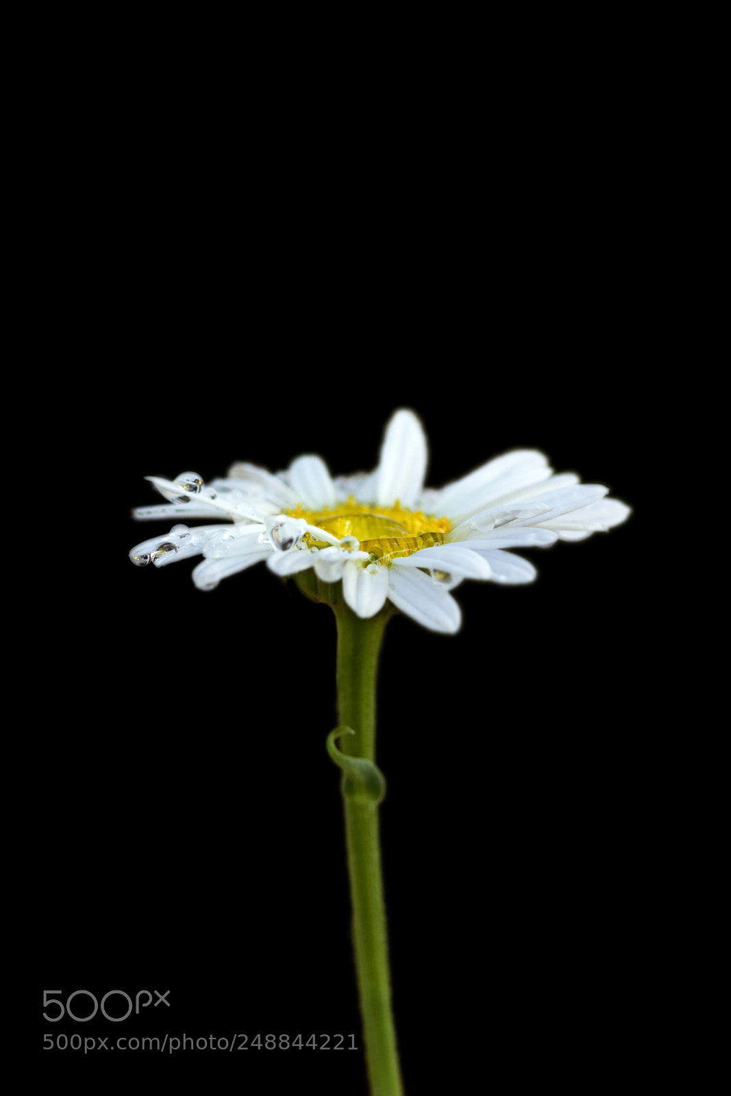 Canon EOS 30D sample photo. Waterondaisyblackbackgrnd photography