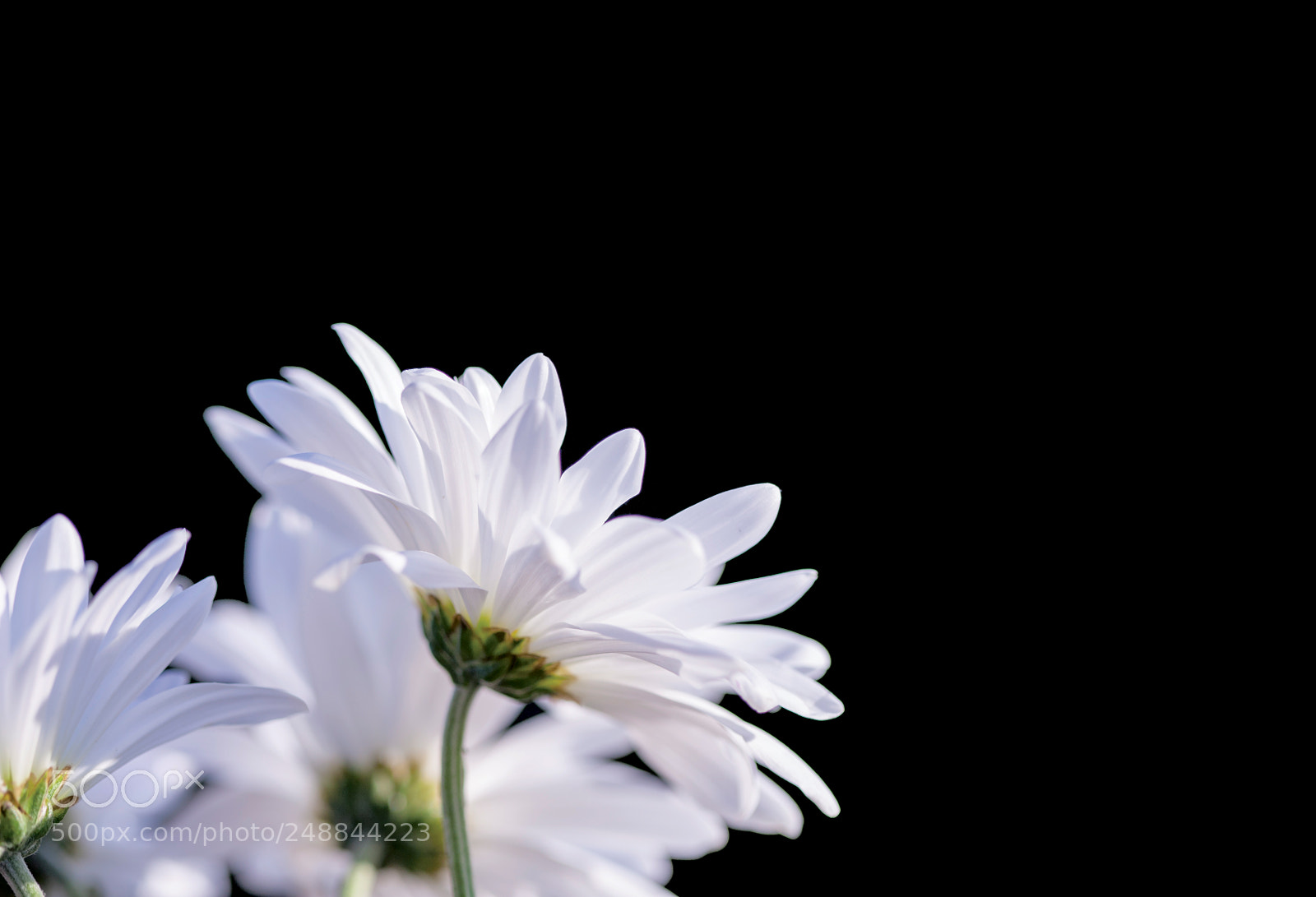 Canon EOS 30D sample photo. Three white daisies on photography