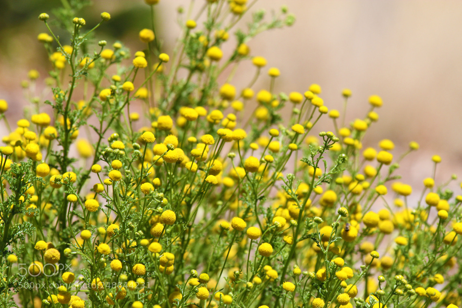 Canon EOS 60D sample photo. Yellowbuttonflowers photography