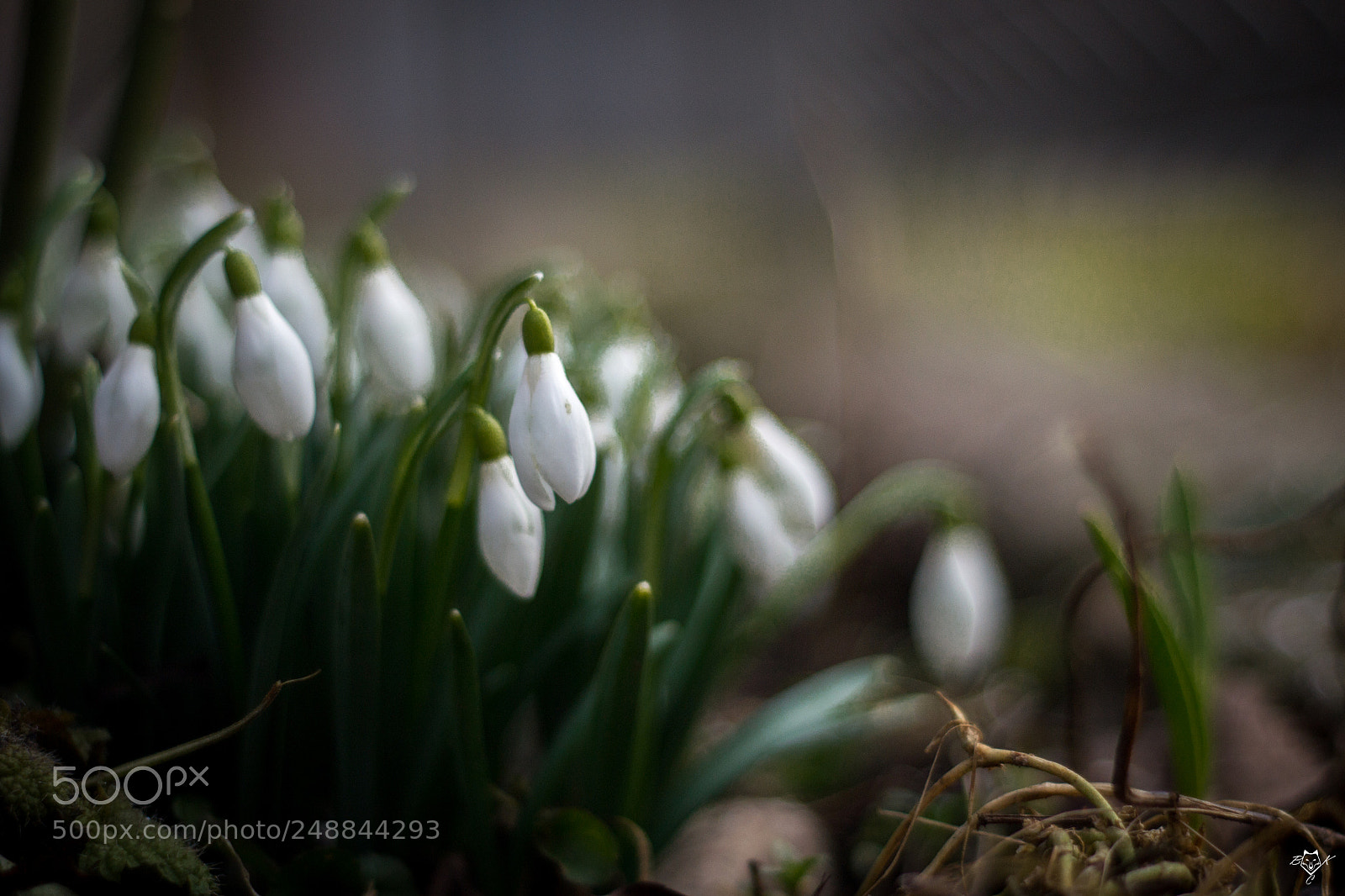 Nikon D3100 sample photo. First flower photography