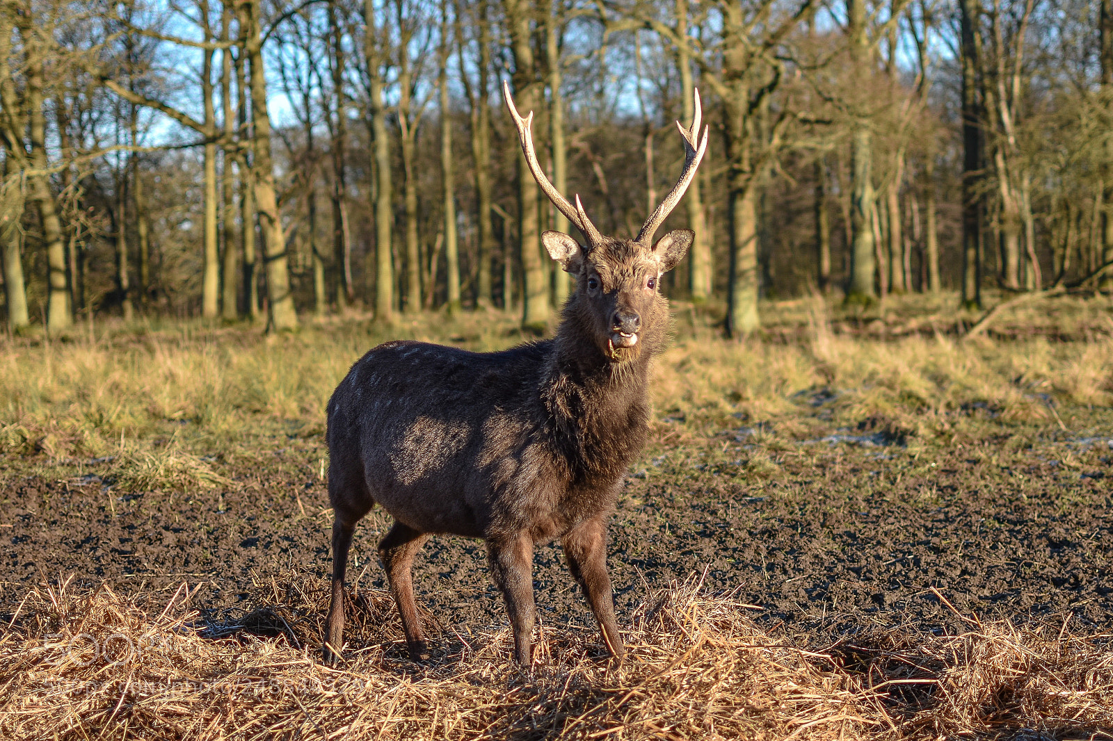 Nikon D5500 sample photo. The kings deer. photography