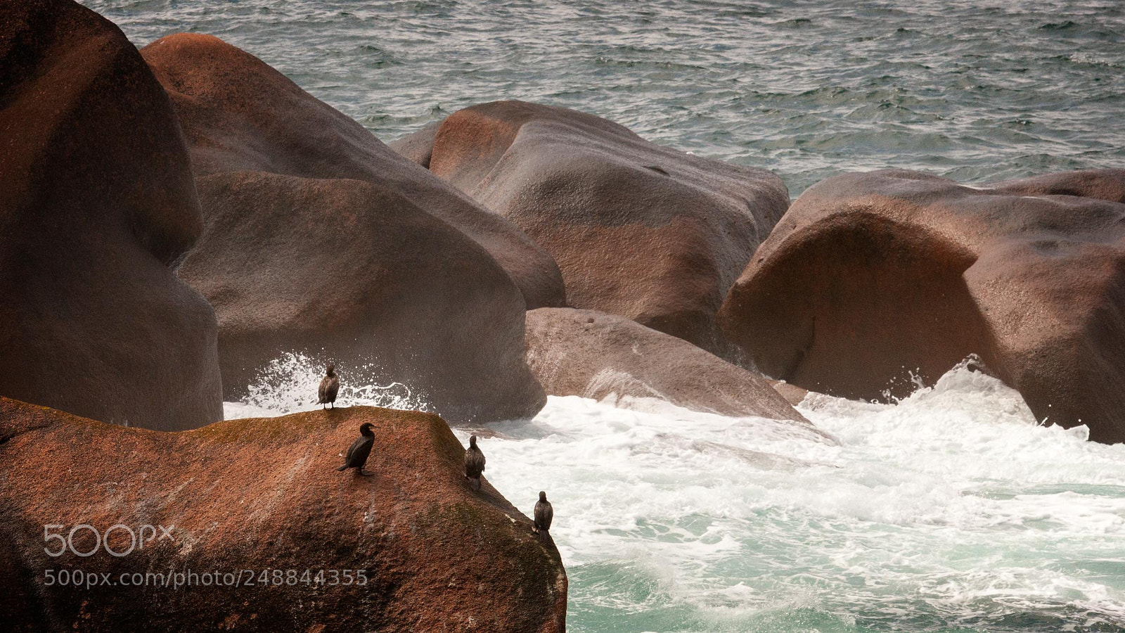 Canon EOS 20D sample photo. Ploumanac'h cormorans photography