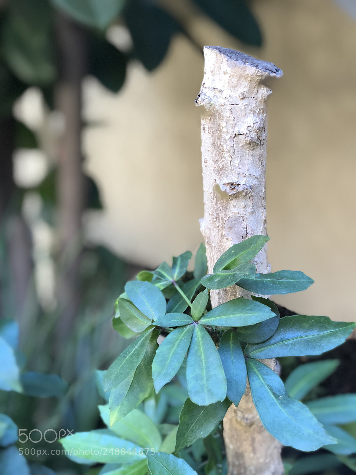 Apple iPhone X sample photo. Outdoor beauty photography